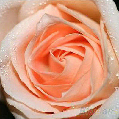 Champagne Rose Seeds  (Packet of 10)
