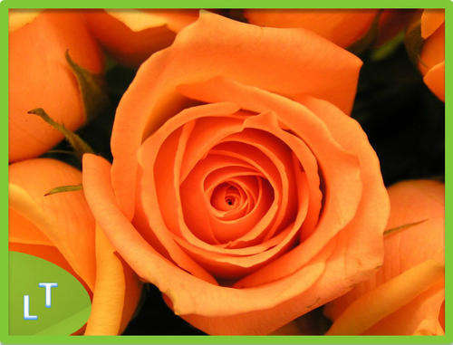 Orange Rose Seeds  (Packet of 10)