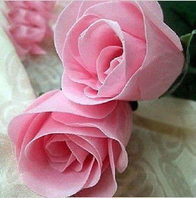 Pink Rose Seeds  (Packet of 10)