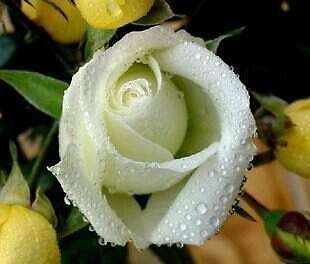 White Rose Seeds  (Packet of 10)