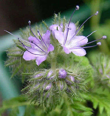 60 PURPLE TANSY Lacy Fiddleneck Phacelia Flower Seeds