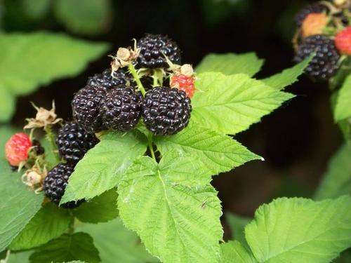 20 BLACKBERRY BUSH Fruit Berry Rubus Seeds