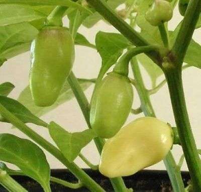 10 HOT WHITE HABANERO PEPPER Capsicum Chinense Seeds