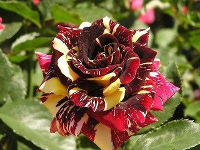 Rare Meteor Shower Rose Seeds  (Packet of 10)