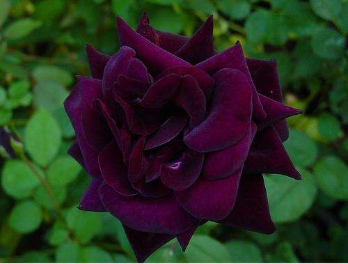 Rare Louis XIV Rose Seeds  (Packet of 10)