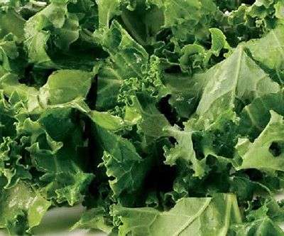 100 DWARF ESSEX RAPE KALE Brassica Napus Seeds