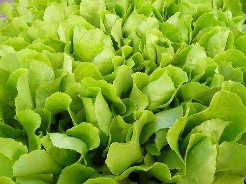 100 GREEN GRAND RAPIDS LOOSE LEAF LETTUCE Lactuca Seed