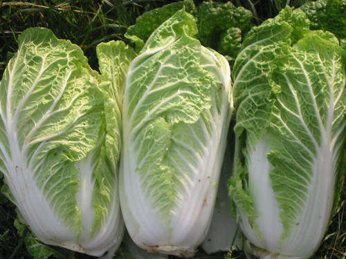 50 MICHIHILI CABBAGE Chinese Vegetable Bok Choy Seed
