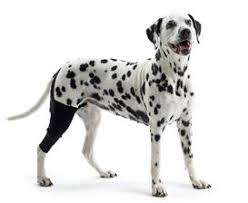 Kruuse Rehab Dog Knee Joint Protector
