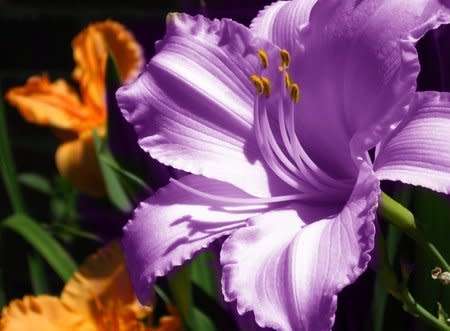 1 Bulbs, Amaryllis Bulbs, Hippeastrum, Barbados Lily, Amaryllis Flower 10MDLNR0010