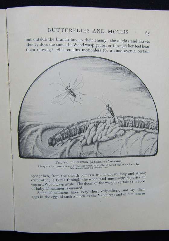 Vintage Pitman`s Nature Series for Juniors - Insects and Spiders Book