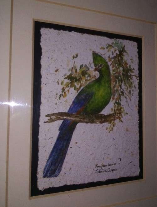 Knysna Loerie- Sheila Cooper Yellowood Frame- Tanglewood