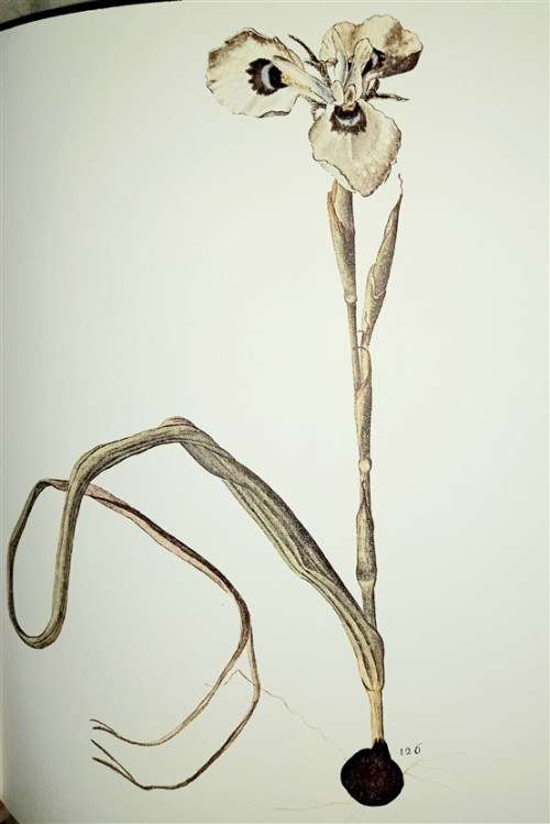 The Flora capensis of Jakob and Johann Philipp Breyne (Brenthurst series)  by Breyne, Jakob