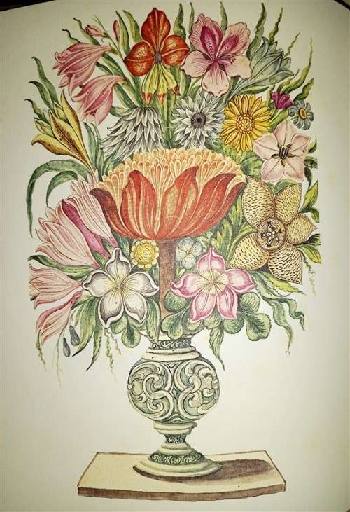 The Flora capensis of Jakob and Johann Philipp Breyne (Brenthurst series)  by Breyne, Jakob
