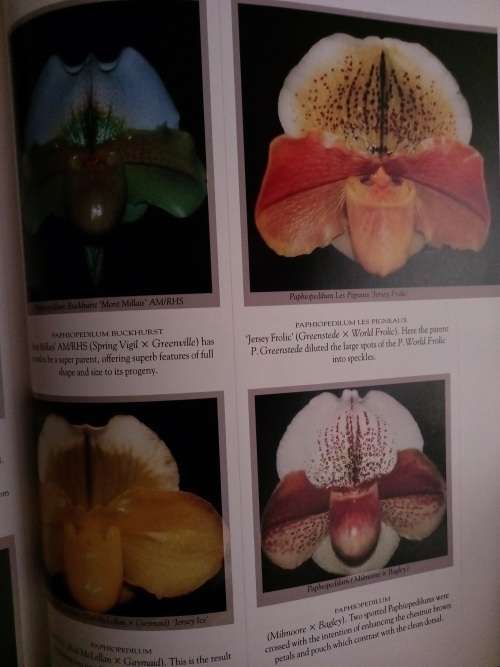Orchids-An Illustrated Identifer and Guide to Cultivation Mike Tibbs and Ray Bilton