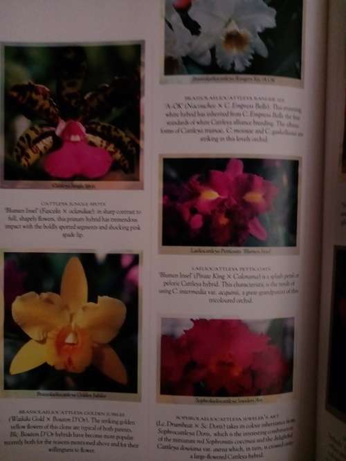 Orchids-An Illustrated Identifer and Guide to Cultivation Mike Tibbs and Ray Bilton