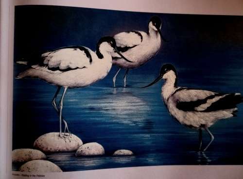 Out of the Meek, Comes the Wild - Lisa Halstead Wildlife Artist