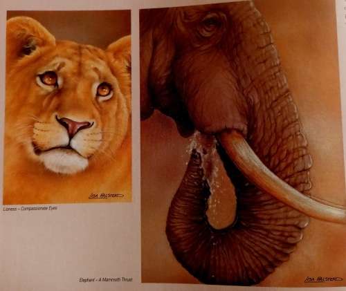 Out of the Meek, Comes the Wild - Lisa Halstead Wildlife Artist