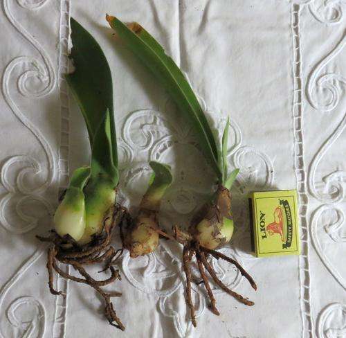 Haemanthus albiflos