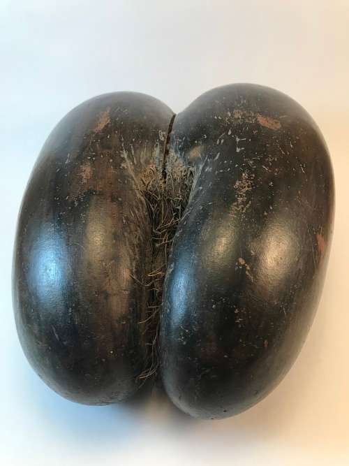 Coco de mer