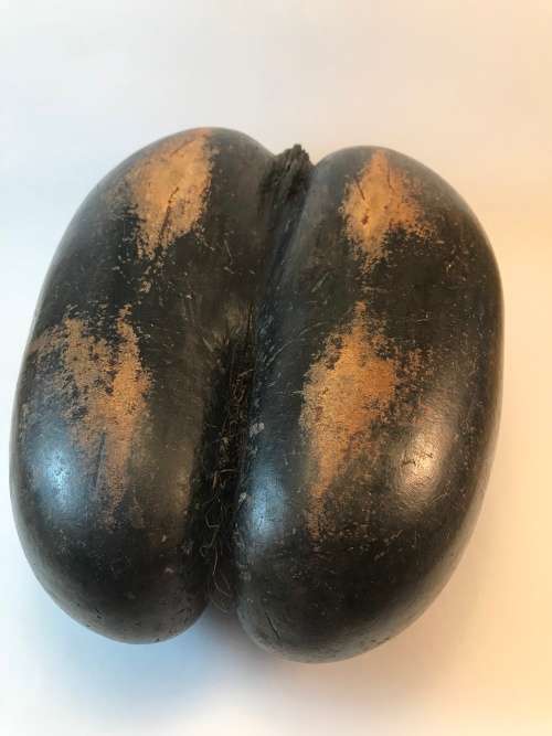 Coco de mer