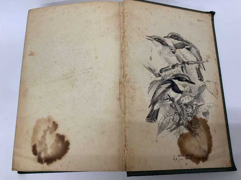 The Birds of South Africa by Edgar Leopold LAYARD