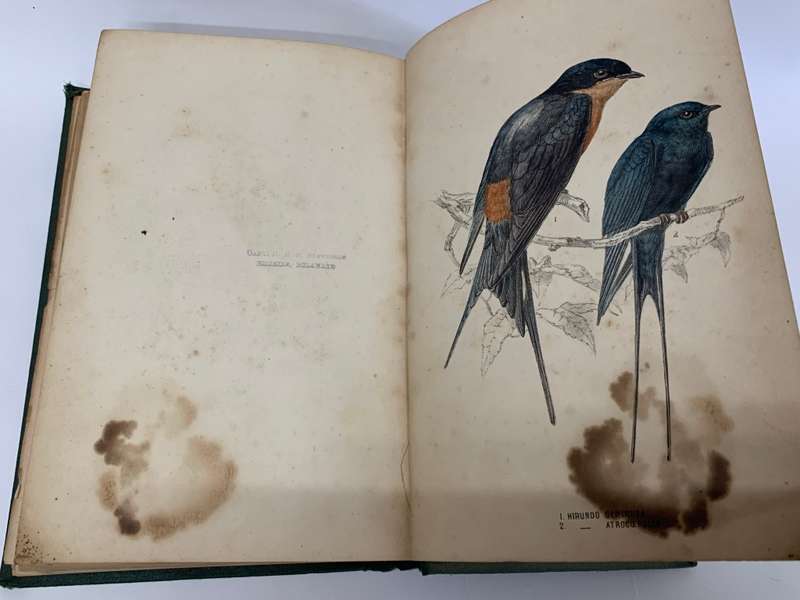 The Birds of South Africa by Edgar Leopold LAYARD