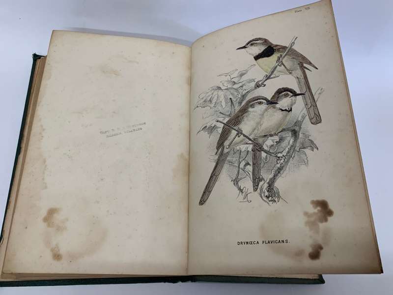 The Birds of South Africa by Edgar Leopold LAYARD