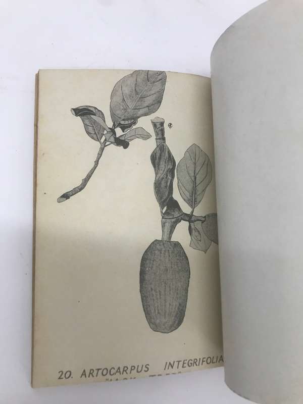 RARE WW2 BURMA CAMPAIGN MANUAL entitled `SOME JUNGLE TREES AND THEIR USES` 1944