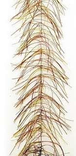 Veniard Wiggle Hackle - BLACK - Fly fishing