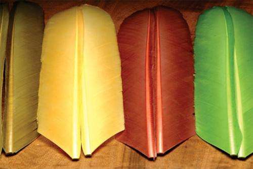 HarelineTurkey Biot Quills  - BROWN - Fly fishing