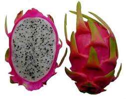 DRAGON FRUIT_UNROOTED CUTTING_Pitaya