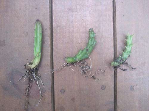 3 STAPELIADS/ASCLEPIAD PLANTS