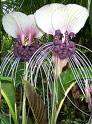 RARE Tacca Integrifolia EXOTIC Purple Bat Flower 10 SEEDS