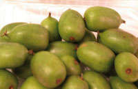 HARDY KIWI FRUIT 15 SEEDS Actinidia arguta