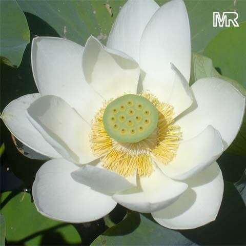 LOTUS 1SEED Nelumbo Nucifera White
