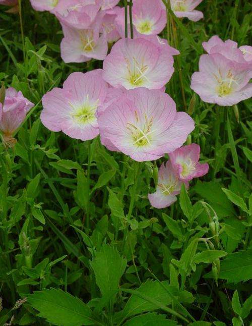 Oenothera 50 seeds Pink evening primrose