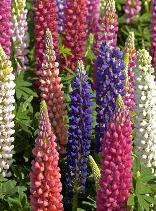 Lupin 5 seed "Russel"