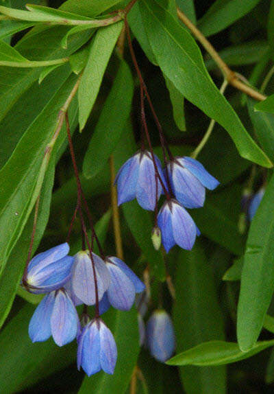 Sollya heterophylla 5 seed "Blue bell creeper"