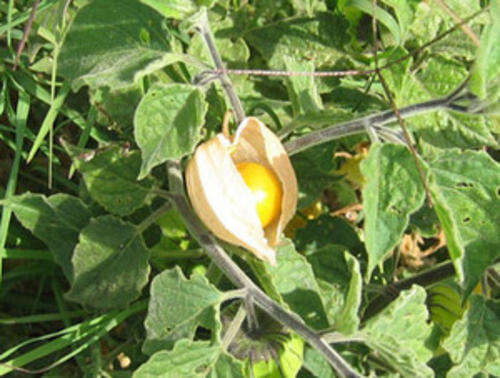 Physalis pruinosa  10 seed "Ground cherry"