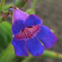 Frost hardy perennial 50 seed "Rocky mountain" Penstemon