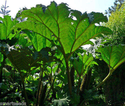 Frost tolerant perennial 10 seed Gunnera tinctoria
