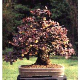 Bonsai 10 seed Berberis Thunbergii "Japanese Red Barberry"