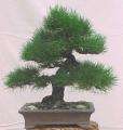 BONSAI 10 SEED Pinus Thunbergii "Japanese Black Pine"