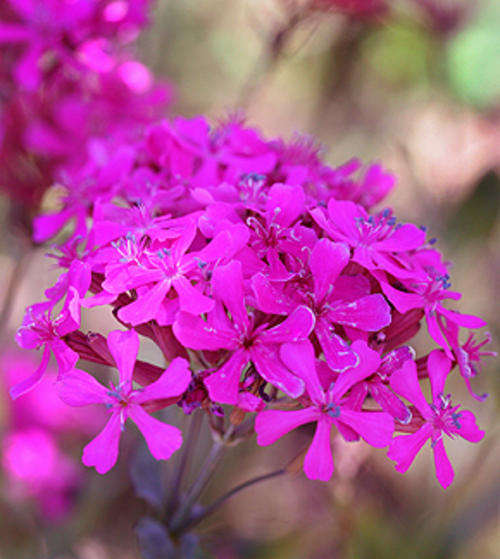 Silene 20 seed