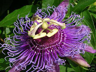 Frost hardy 5 seed Passiflora "CRUCIFIXION FLOWER"