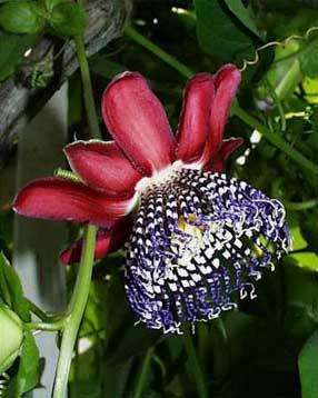 Passiflora quadrangularis 5 seeds  "Giant granadilla"