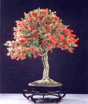 50+ seed Callistemon viminalis Little John "Dwarf weeping bottlebrush"
