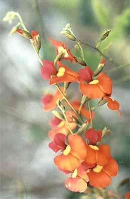 Frost hardy climber 10 seeds Chorizema illicifolium "Holly leaved flame pea"