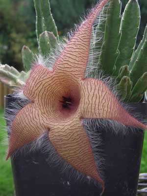 Stapelia gigantea 1 plant